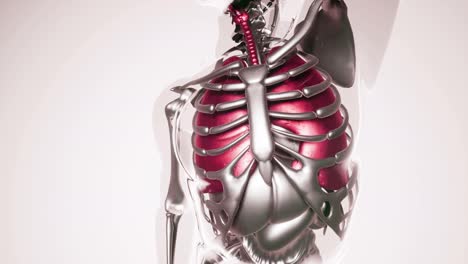 Modell-Der-Menschlichen-Lunge-Mit-Allen-Organen-Und-Knochen